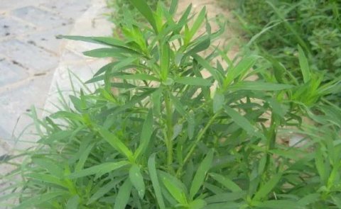 作用|中药五味，辛甘酸苦咸，药用各不同