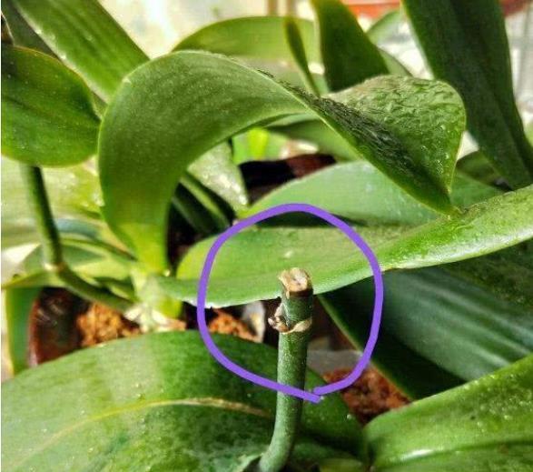 通风换气|蝴蝶兰不开花，剪上“三刀”，新芽不断冒，根茎壮“开花旺”