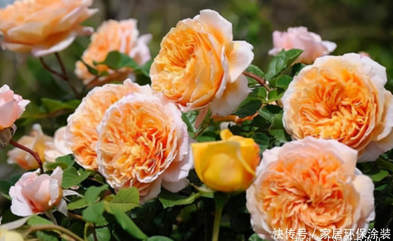 温度|月季服盆慢,满足“三要求”,“快速缓苗”,三周冒出一堆大白根