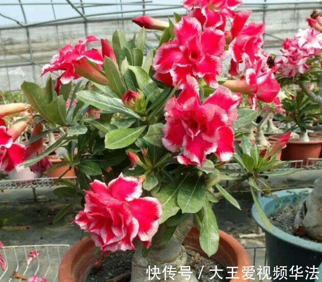 浇水|秋季怎么养殖沙漠玫瑰狠心做好4件事，开花多又漂亮