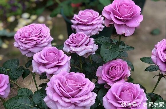 6种“网红”月季,专为阳台而生,养一盆1年365天都有花赏!