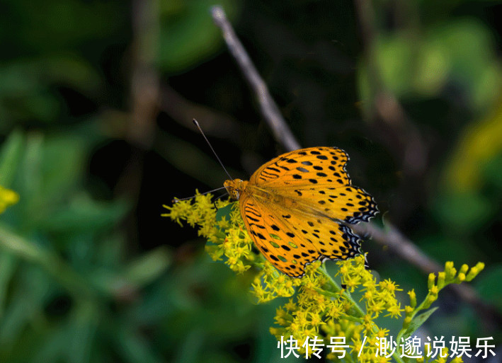 家有喜事|十二生肖这五大吉祥生肖，下半年家有喜事，衰运不来！