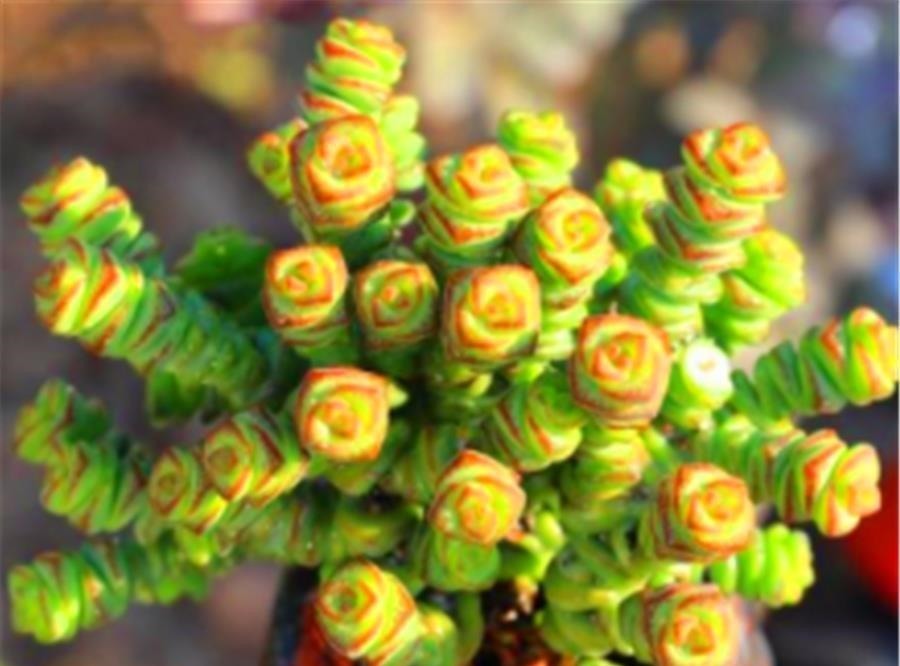 3种寓意招财进宝的多肉,颜值高好养护,2种能养成树