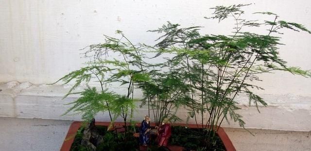 文竹“黄叶”不好养注意这几点,养成“盆景”很简单