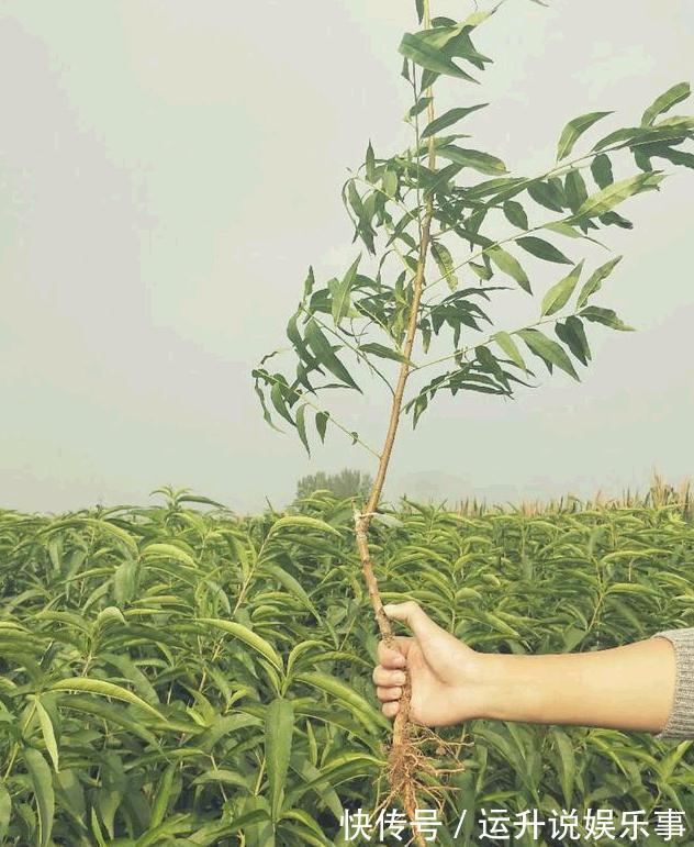 桃子|它是“最贵”果树，沾土就活，比苹果好吃10倍，种一盆来年吃不完