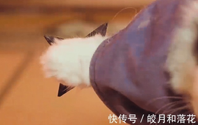 须佐能乎|“火影猫”神还原“鼬佐兄弟大战”,这难道不比《博人传》热血