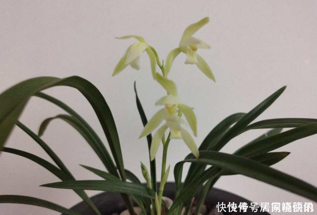 公认难养的2种花，养一棵死一棵，年年收空盆