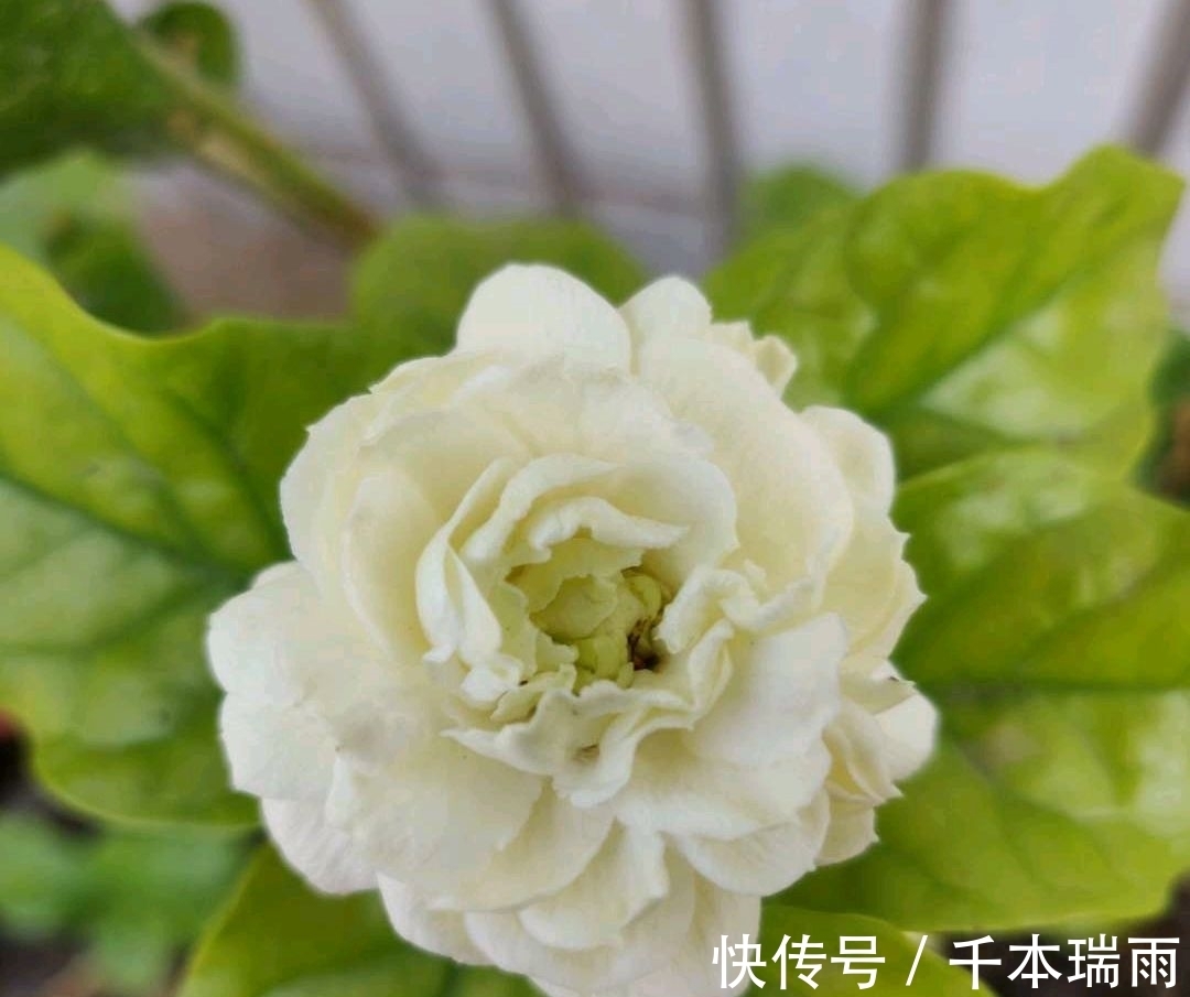茉莉花长了褐色的虫子,剪掉老枝条新枝条又有虫,什么农药能治?