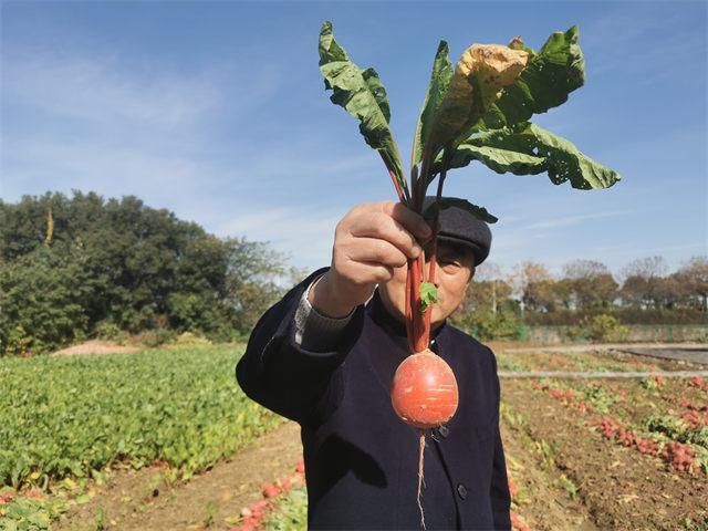 红皮|常州萝卜干：到苏北去，包地种萝卜