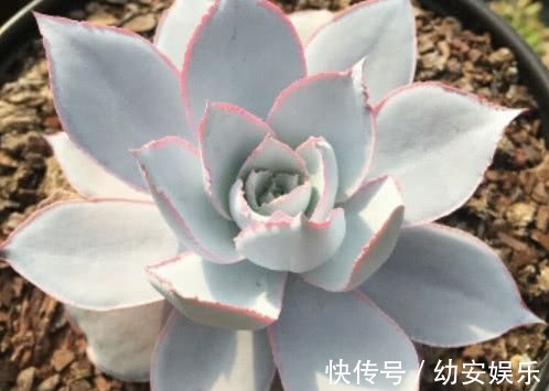 多肉广寒宫怎么养更漂亮,教你3个小妙招,养出绝美的广寒宫