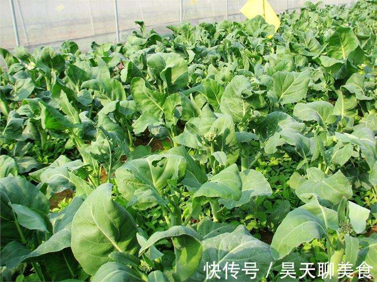 肚子|女性不想肚子圆溜溜,常吃此菜,刮肠油,大肚子没了,皮肤更光滑