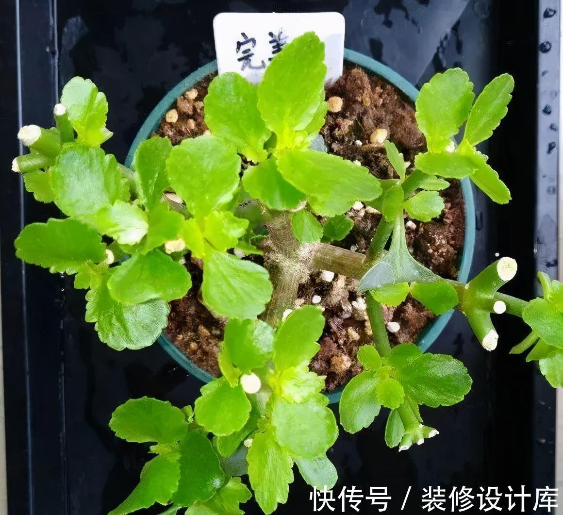 株型|进入9月份,养这2种花,要舍得“剪”,越剪越爱“开花”