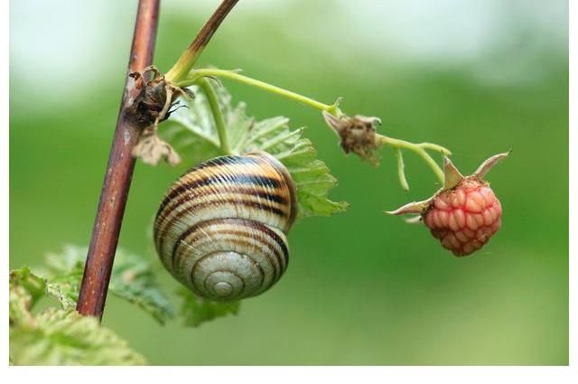 贝壳|夏天蜗牛都去哪了？为什么很少见到蜗牛