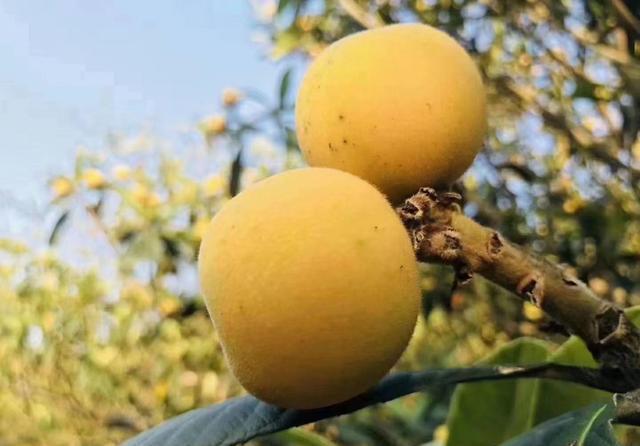 猕猴桃|女性预防衰老,坚持吃的食物,美白护肤,延缓衰老,肌肤更细腻