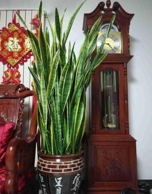 叶片|3种垃圾'一文不值',却对养花有用,可让植物叶片又绿又肥