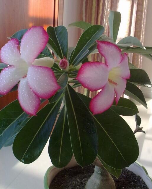 刚买回的盆栽,如何浇水、晒太阳、养护简单“3步”,越养越旺