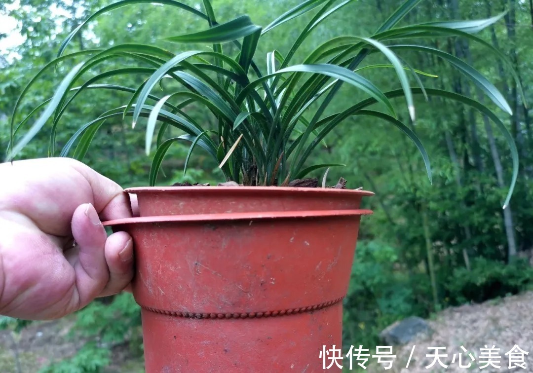 植料|春兰、蕙兰这样种植,4年不翻盆,也从没发现烂根