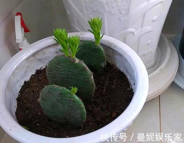 仙人掌|养了十多年,仙人掌都不变样,狠心来一刀,突然爆发开始猛长