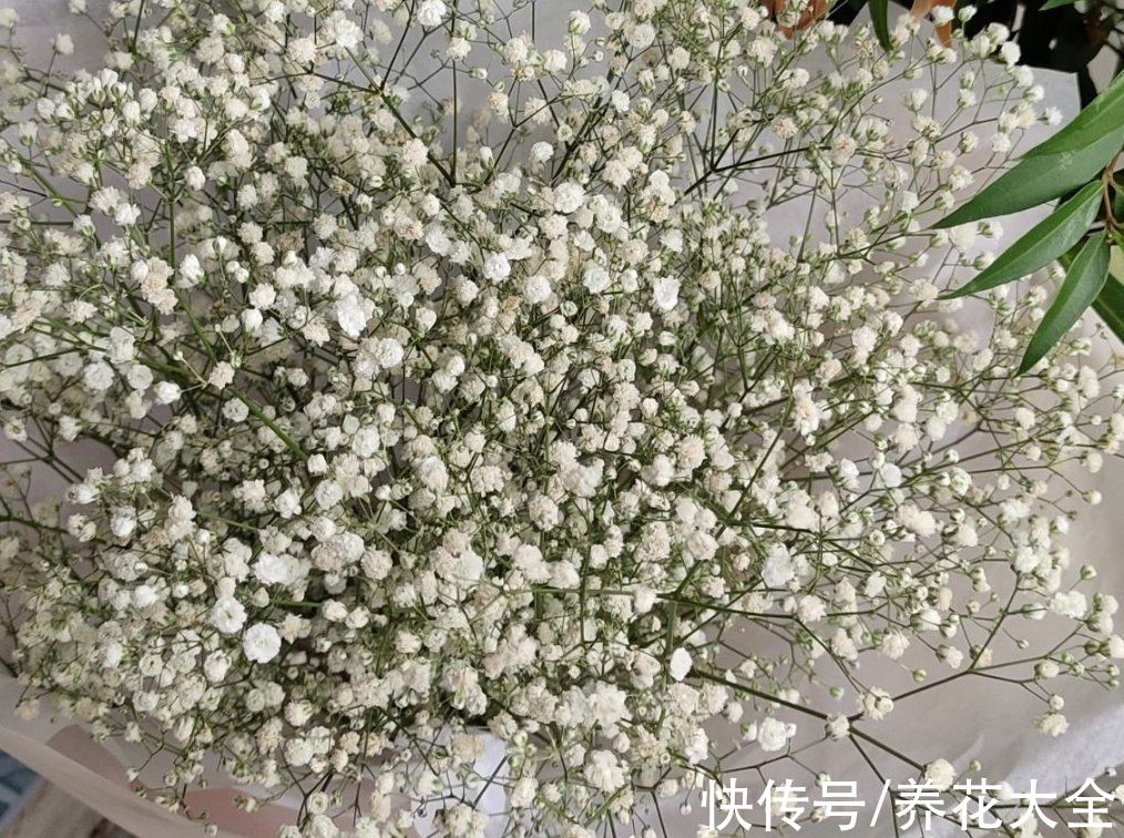 铃兰|今日12星座好运花，“运势”和花更配哦，你的幸运花是哪种？