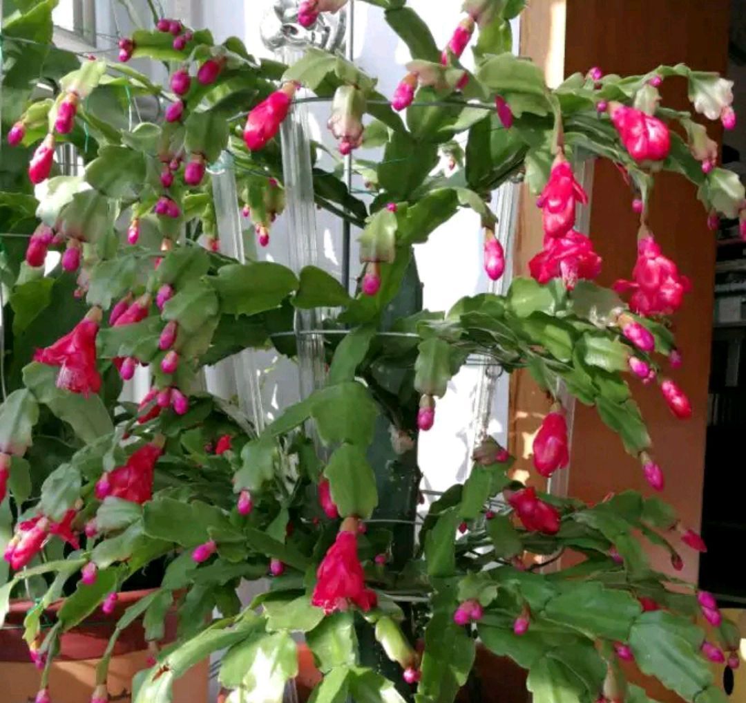 仙人掌嫁接蟹爪兰,做不到4点,徒劳无功,嫁接一盆坏一盆