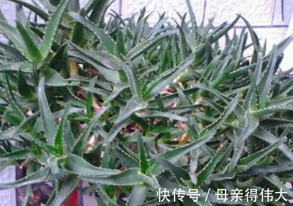 爆盆|养芦荟记住1点,新手也能养爆盆