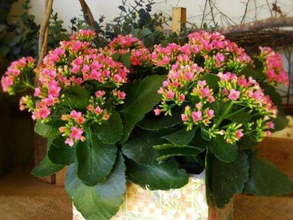 农历10月3日立冬后，养什么花？以下3种花，多福多寿健康幸福