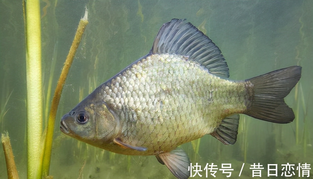 鲫鱼|钓友们冬钓鲫鱼选钓位,既不可死板教条,又不能走极端