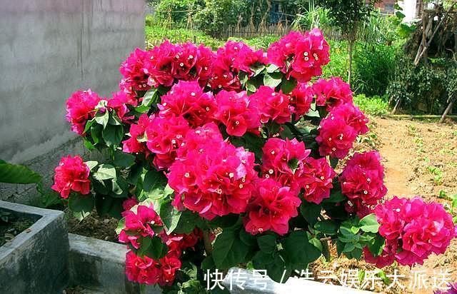 花芽|三角梅在开花,“修剪”要做对,花期不落花,一开就是几个月!