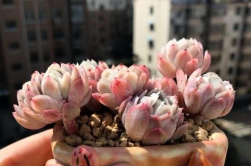 小包子|为什么从云南等地网购的多肉开始很紧致，但养着养着就散开了呢？