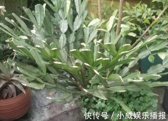 秋初盆栽蟹爪兰,怎么换盆土好遵循4步要求,茎叶花开成簇