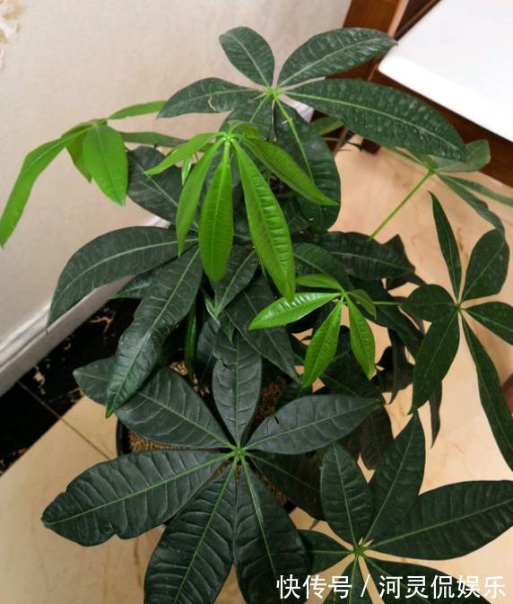 烂根|养发财树,根据“季节”巧浇水,根系不烂,叶片绿油油,猛长新叶
