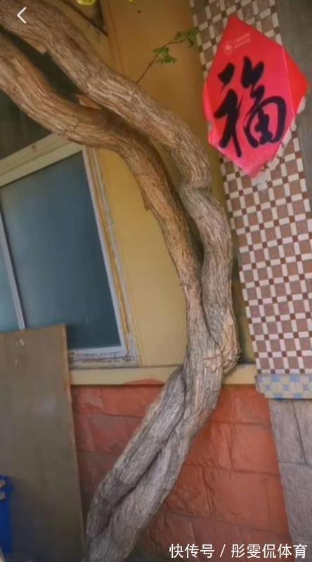 家里有小院子，三种花草不要种，容易泛滥招蛇虫，很多人都害怕