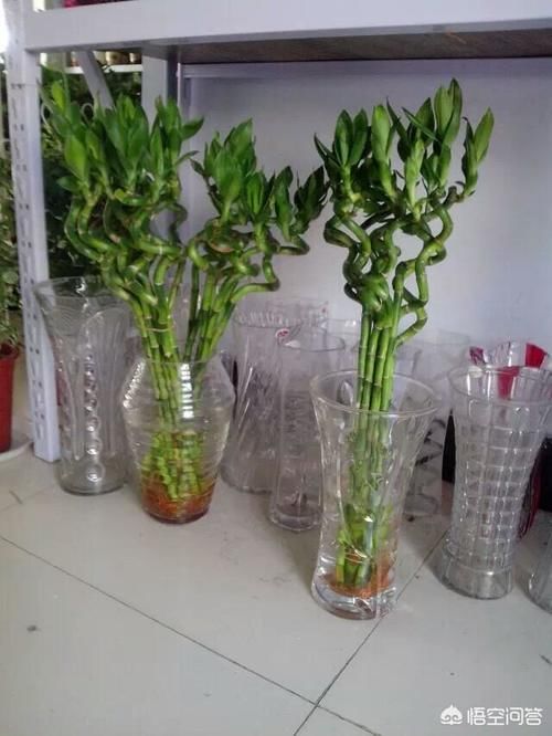 我最近在花市买的富贵竹，在家放在水中，近二十来天了还没事生根，是什么原因？