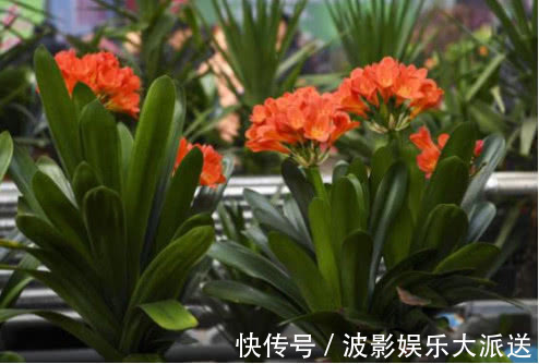 悄悄告诉你,养护君子兰有个“小秘密”,叶片油绿,年年开花不断