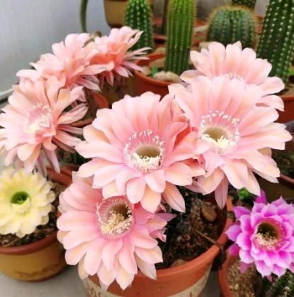  植物|养花肥料最费钱，学会此3种肥料的制作方法，花开成大花球