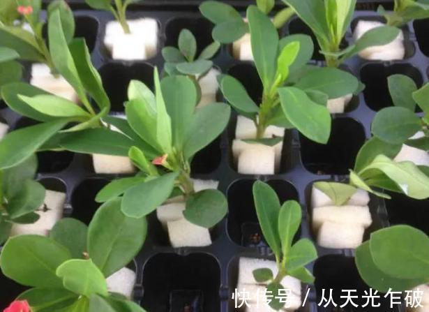 天气转凉了!用海绵扦插植物,遵循这4步,操作简单、零失误