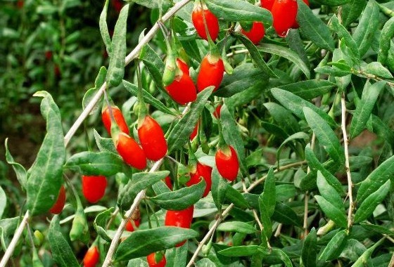 农村|以前农村一种无人问津的野果,现在卖90元一斤,可以提高免疫力