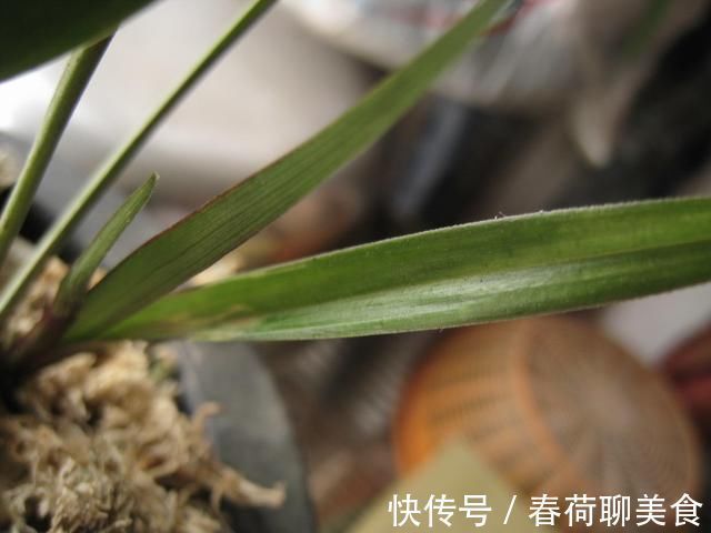 能开三季的兰花就是这种,开花优雅有香气,不娇气好养