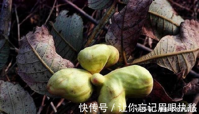 小虫子|一种野果切开满是“虫子”，以前当宝、现在当害草，不料价比珍珠！