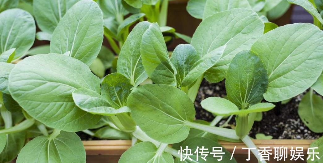 油菜|5种减肥常吃的蔬菜,在室内也能种,随摘随吃好方便