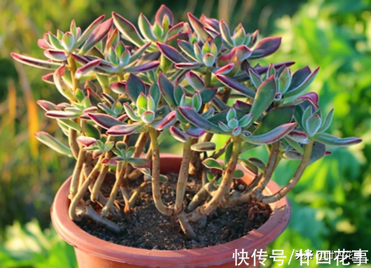 劳尔劳尔|9种多肉不耐寒,寒潮来临,除了要提前保暖外,还要控水避风