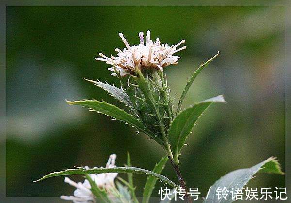 川芎|一个方子,能散寒积、气积、血积、食积、痰积,国人受益千年!