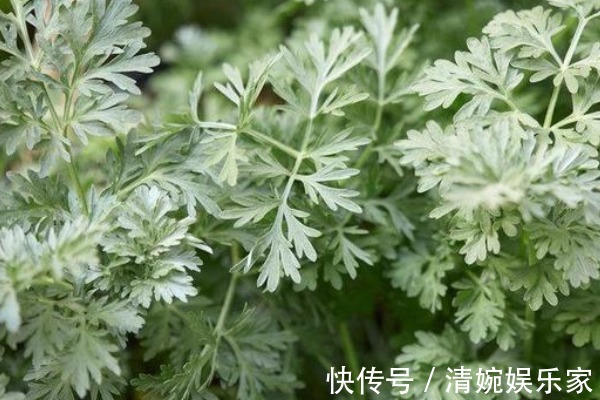 艾蒿|50岁妇女患颈椎病，竟用一把艾叶给治好了，其实艾叶还有3大好处