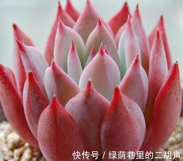 多肉植物|多肉中侧面最迷人的4个品种,远远看一眼就很喜欢,近看也好看