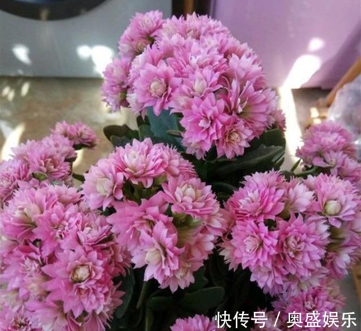 扦插|“2种喜冷花”养客厅,0℃也能开爆盆,秋冬就选它,好养易爆盆!