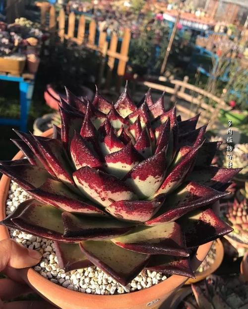 浇水|多肉乌木难上色?教你这样养,叶片饱满挺拔霸气侧漏