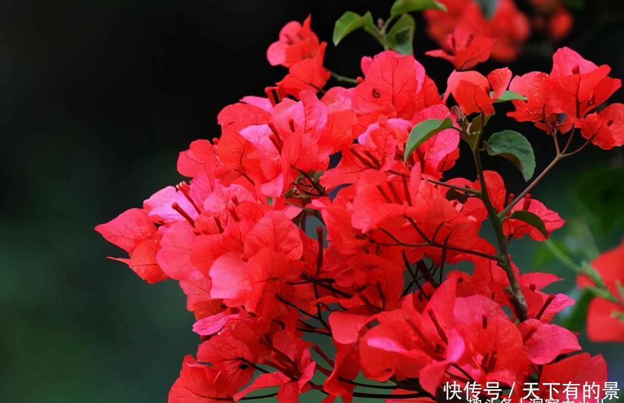 一片叶子一簇花,花量比叶密,难怪在阳台,它站C位