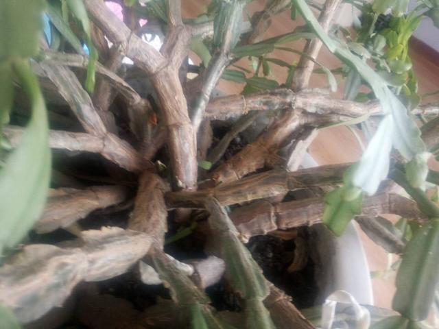 蟹爪兰叶子“软塌塌”教你做3步，嗖嗖冒新叶，入冬花朵爆盆