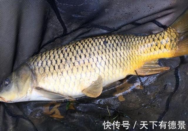 烧钱|钓什么样的鱼，用什么样的鱼竿！许多人颠倒了，难怪烧钱