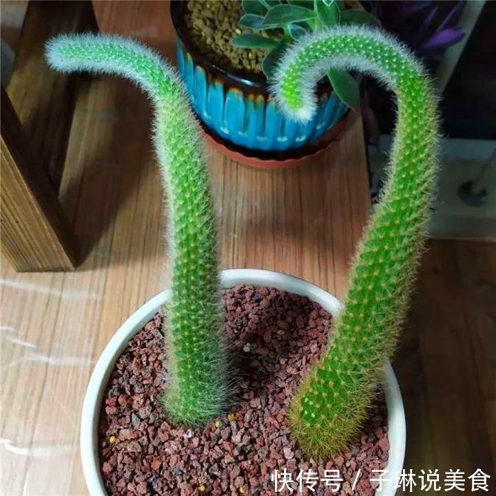 今年最火的奇葩多肉,价格这么贵,还有人抢着买!